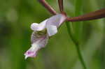 Rosebud orchid